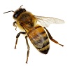 honey bee