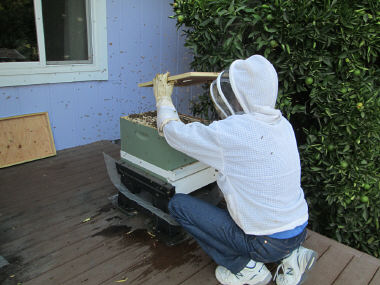 Jim installing bees into new hive
