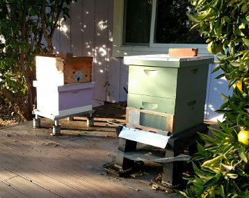 Swarm Box: Cutout from Solvang Creekside;  Purple: Swarm from Los Olivos School;  Green: Original sprinkler box cutout with Jim Rice.