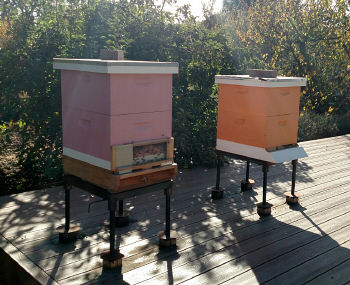 Pink: Swarm from green hive (15 apr);  Orange: Swarm from Goleta (01 jun)
