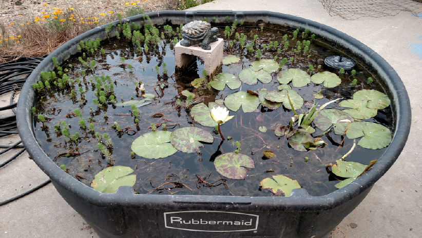 bee pond 2018