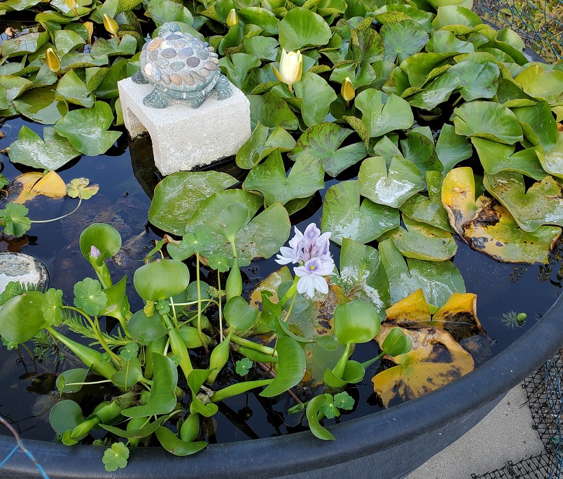 bee pond 2020