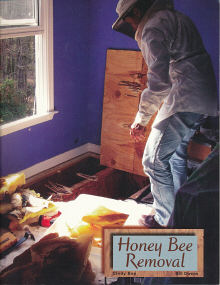 Honey Bee Removal