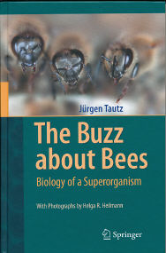 The Buzz About Bees