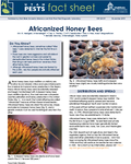 Africanized Honey Bees