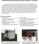 The Differences between European and African Honey Bees: A Fact Sheet