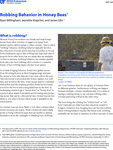 Robbing Behavior in Honey Bees