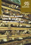 There are queen cells in my hive - what should I do?