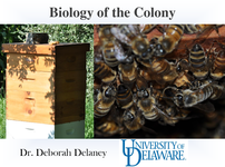 Biology of the Colony