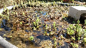 Water foraging