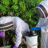 Vacuuming bees