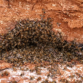 Bees in oak hollow