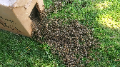 Swarm, crawling into box