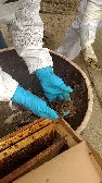 Handling bees in Wine Barrel