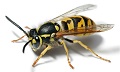 yellow jacket