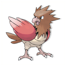 Spearow