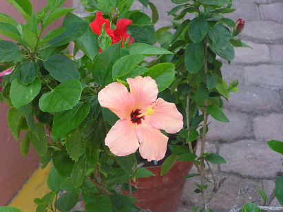 Hibiscus flower - outdoor variety