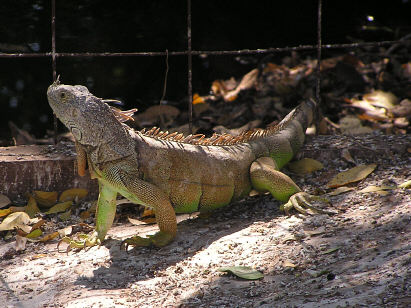 Iguana #1