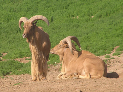 Barbary sheep need to see the barber