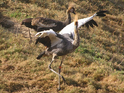 East African Crowned Cranes