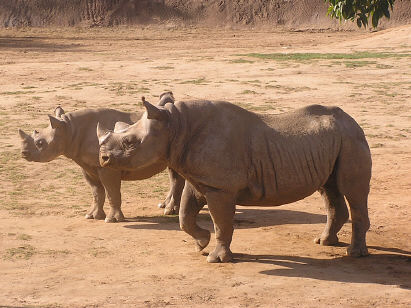 White Rhinos