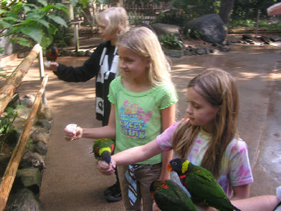 Feeding Lorikeets