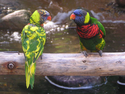 Two parrots on a Perch -- one says to the other, 