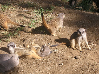 Meerkats