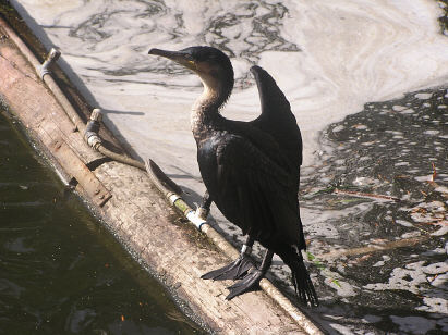 Cormorant