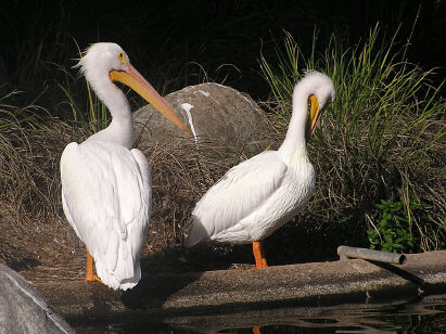 Pelicans, just because they peli could.