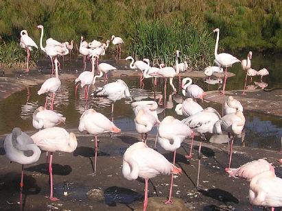 Flamencos or Flamingos?