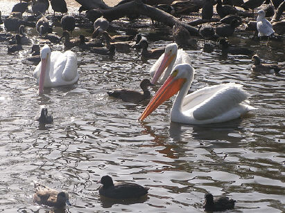 Pelicans, Coots, and other riff-raff