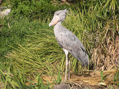 African Shoebill