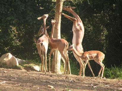 Gerenuks with a Dik-Dik here, a Dik-Dik there...