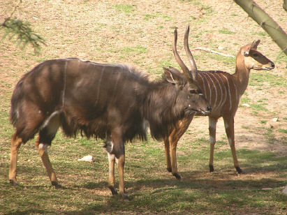 Nyala Antelope (male and female)