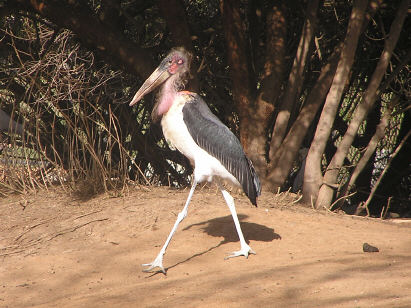 African Stork