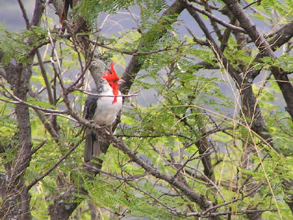 Brazilian Red Cap Cardinal