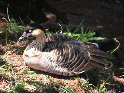 Nene (native goose)