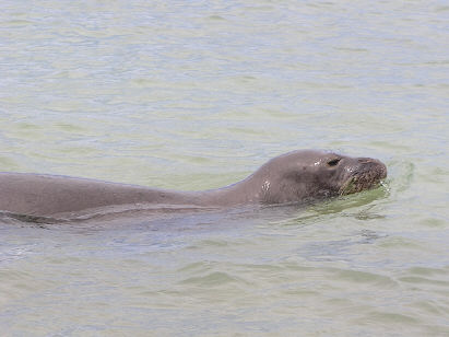 The rare Hawaiian Monk Seal