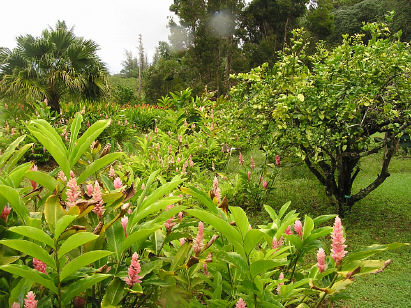 Ginger, Grass, and Guava