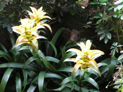 Pretty flowers
