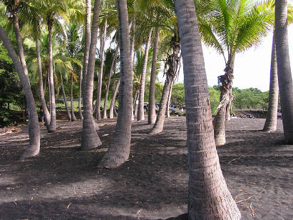 Punalu'u - Black Sand Beach (1 of 2)