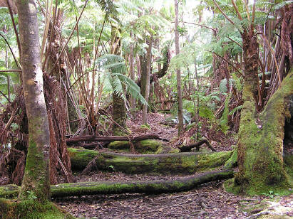 Rainforest near Thurston Lava Tube