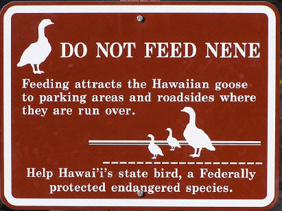 It's a no-no to feed nene