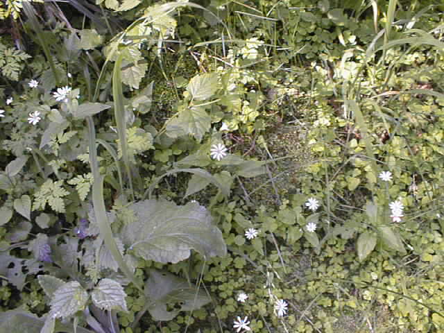 pic00067.jpg
