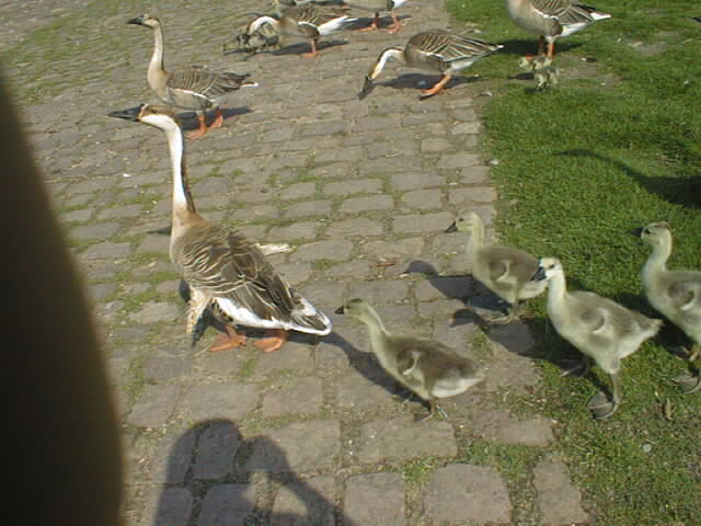 pic00075.jpg