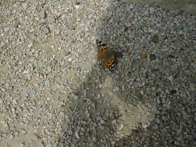 pic00158.jpg