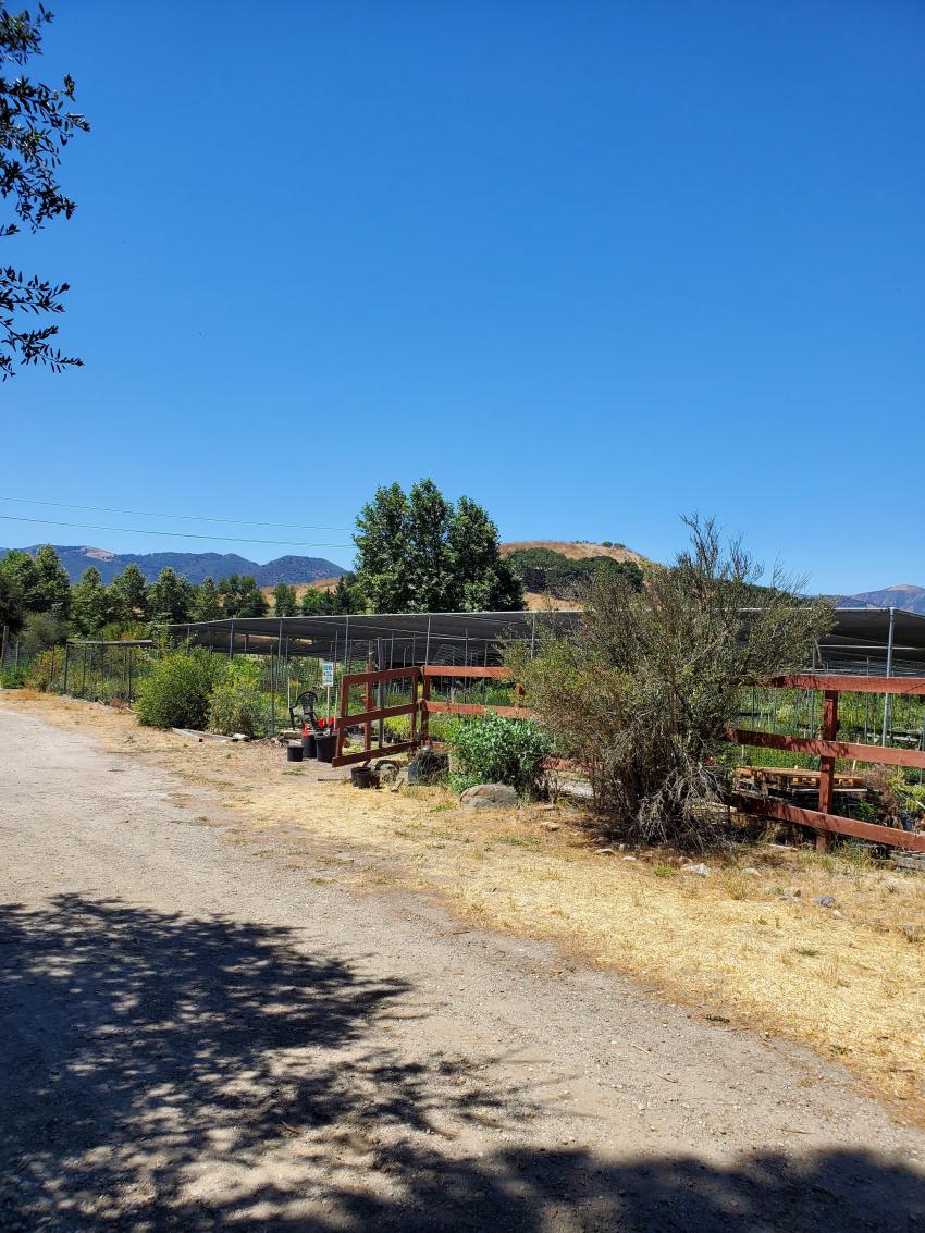 manzanita_nursery_4.jpg