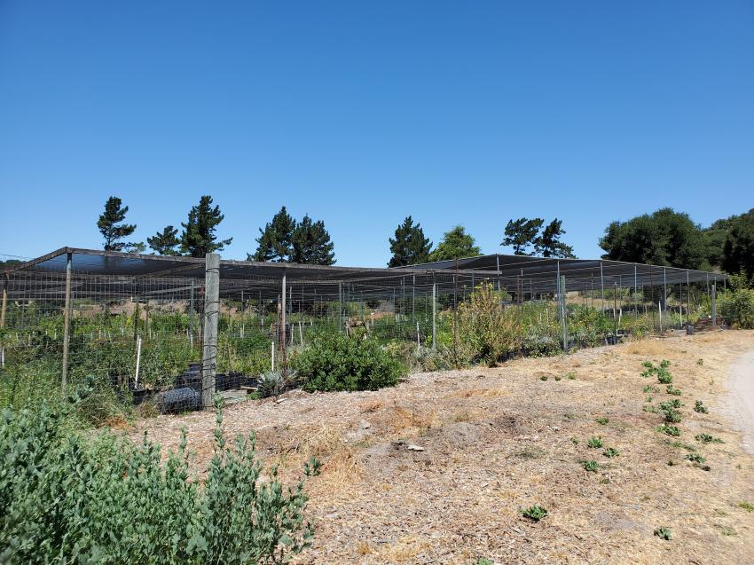 manzanita_nursery_5.jpg