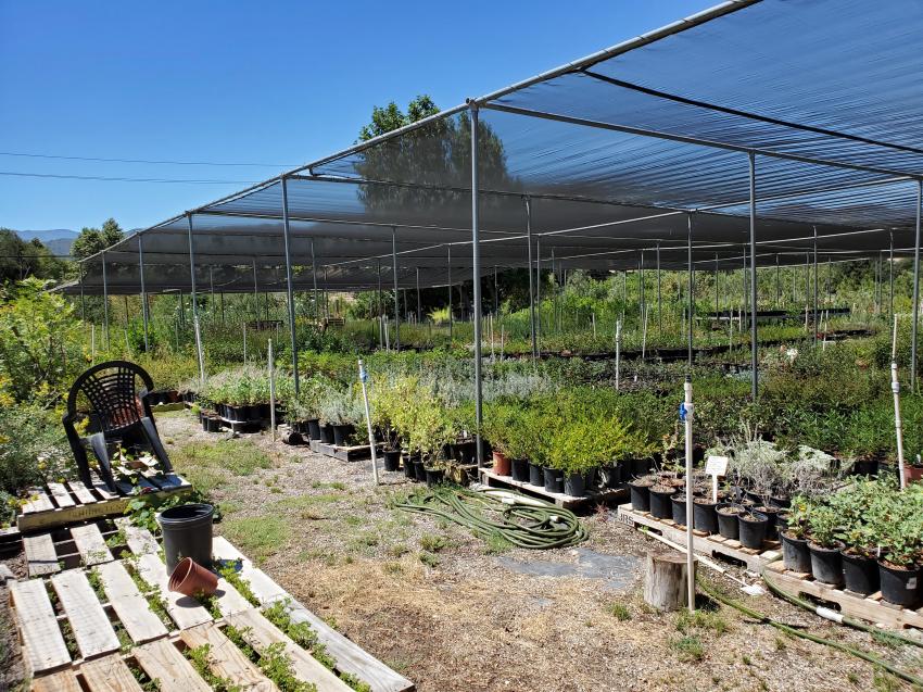 manzanita_nursery_6.jpg